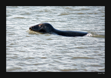 Grijze zeehond