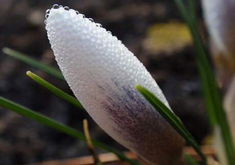 16februari, krokus close-up