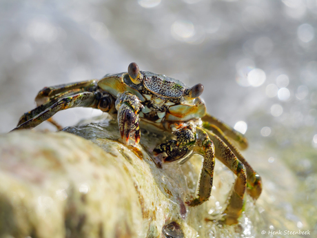 Caraibische strandkrab
