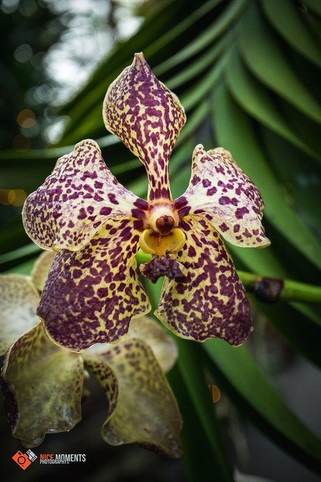 Vanda Orchidee (Vanda sanderiana)