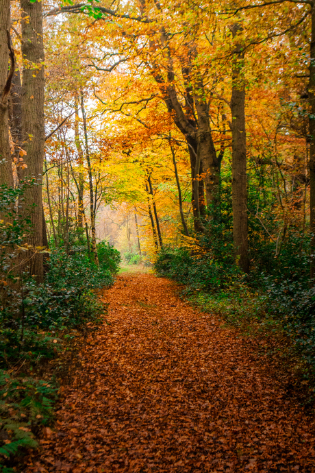 herfst in het bos