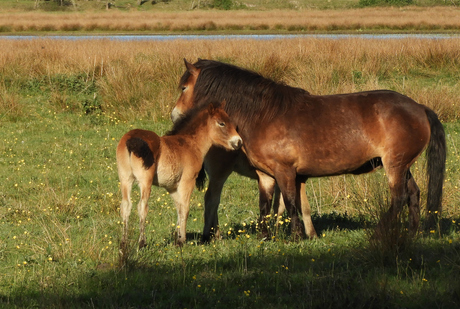 Paardjes