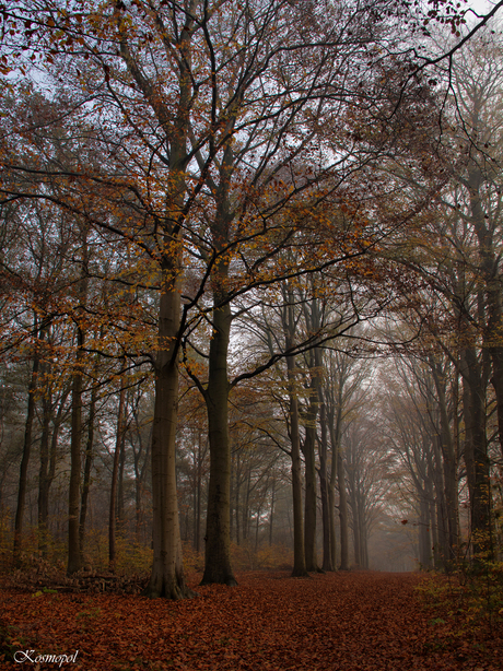 Wandelen in het bos...