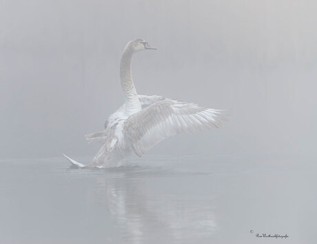 Zwaan in de mist.