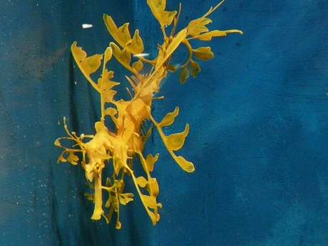 Leafy Sea Dragon