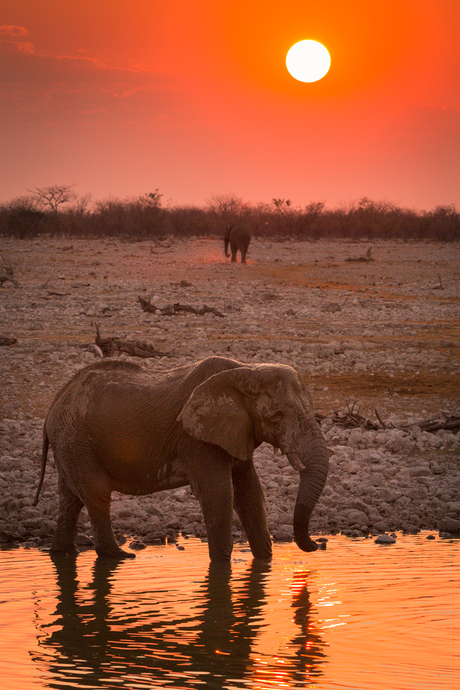 Olifanten bij zonsondergang
