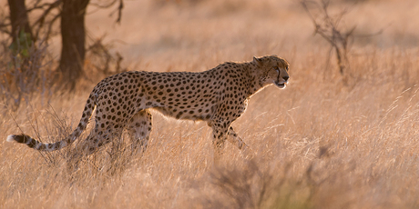Cheetah nr. 2