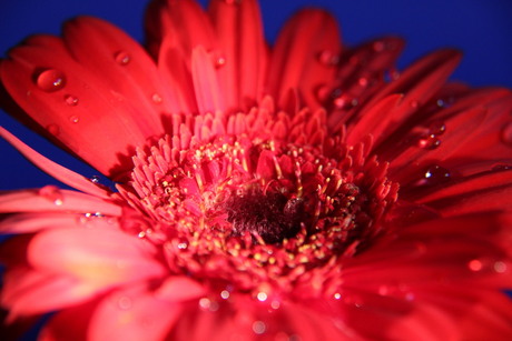 Gerbera