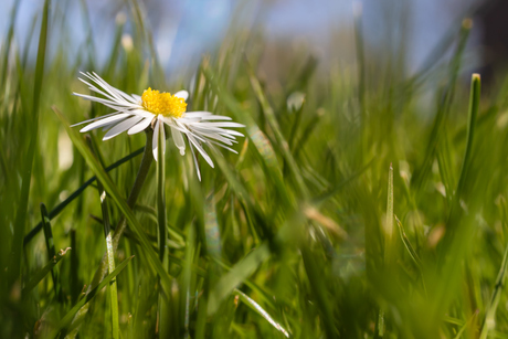 Tussen het gras