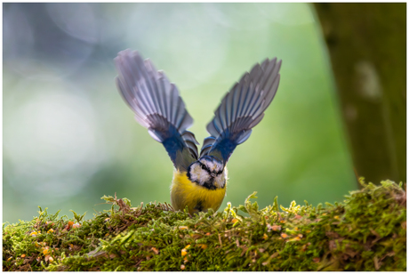 Pimpelmees.......................