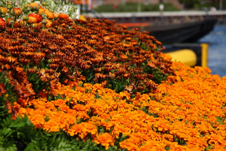 Oranje boven