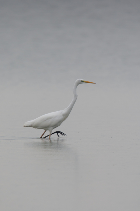 Grote zilverreiger