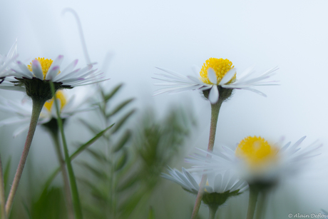 margrietjes