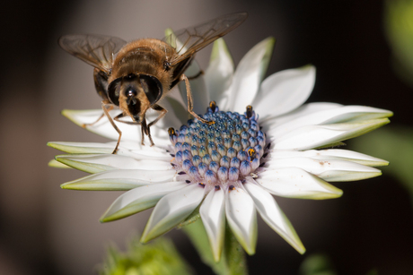 In de achtertuin 1