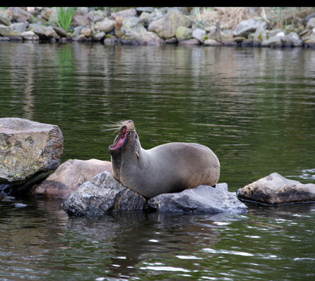 Zeehond