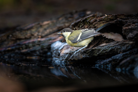 Meesje bij het water