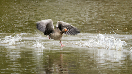 Opzij, opzij, opzij.......