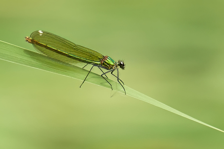 Mevrouw weidebeekjuffer in de kijker