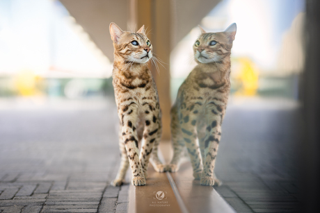 Double Vision