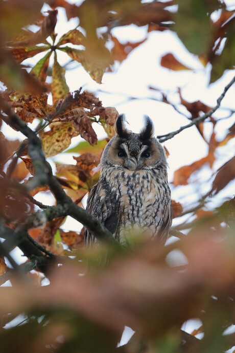 Ransuil in de herfst.
