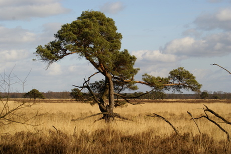 Drents Friese Wold