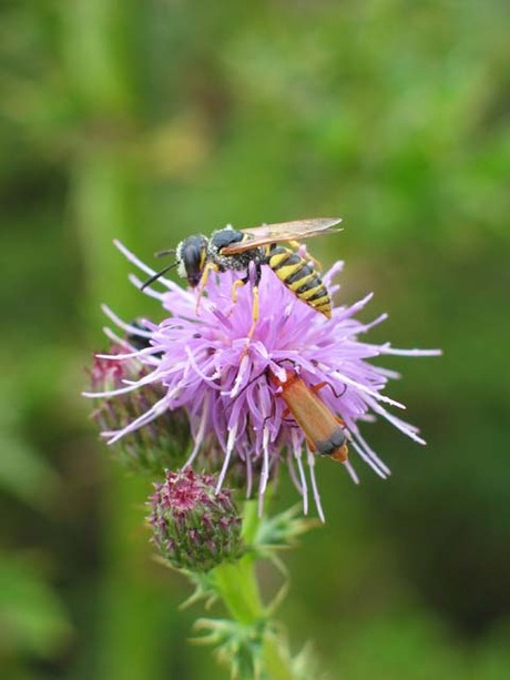 Bij op bloem