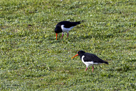 Scholeksters (Haematopus ostralegus)