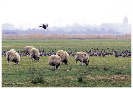 Hungry sheep