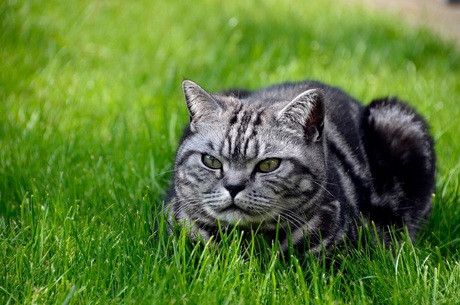 poes in gras