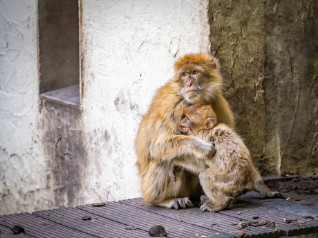 Kom maar kleintje...
