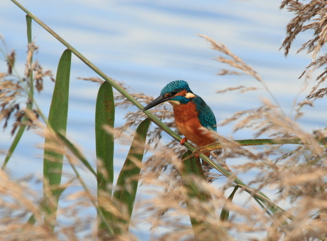 De ijsvogel