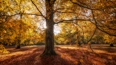 Herfst in volle glorie