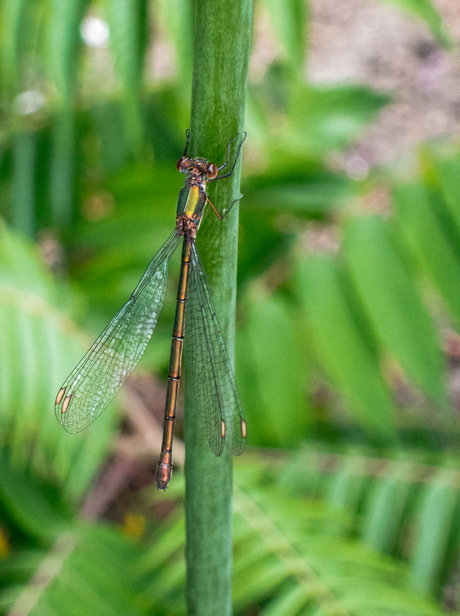 Libelle