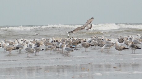 Heb ik weer, vergeet ik mijn blauwe tasje mee te nemen....... 