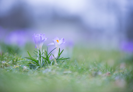 Crocuses