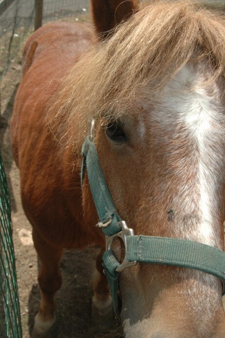 schotse hooglander