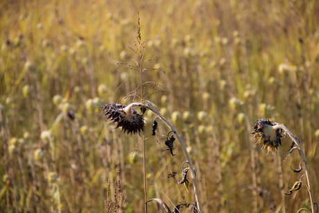 Als de herfst nadert