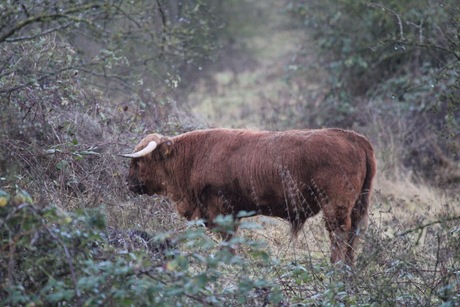 Schotse hooglanders 