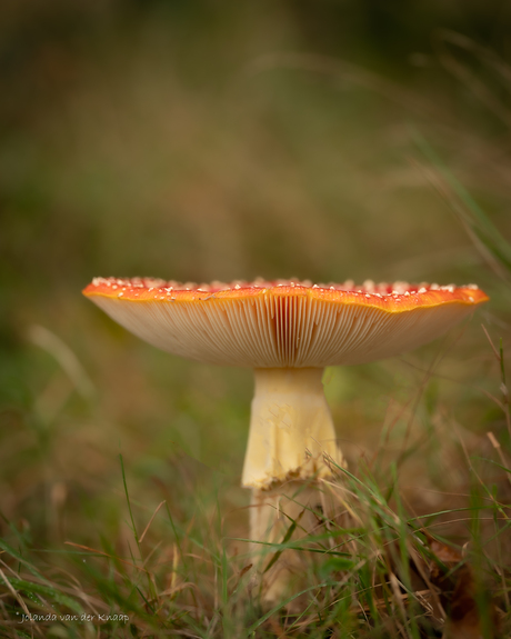 Rood met witte stippen