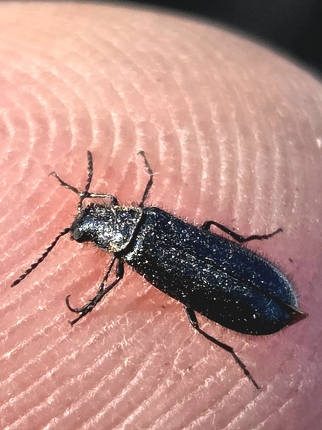 Dasytes caeruleus op mijn vingertopje