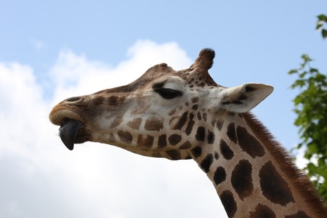 Giraffe