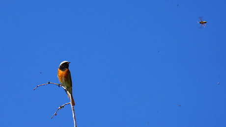 Gekraagde Roodstaart