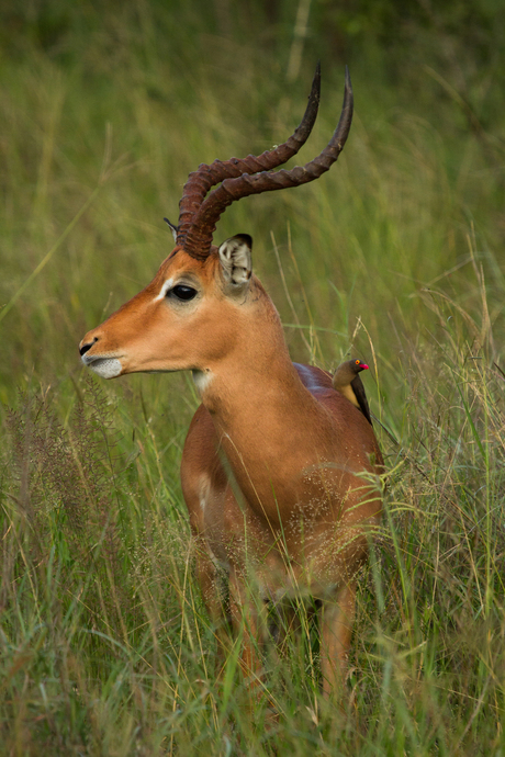 Impala met Red-billed Oxpecker