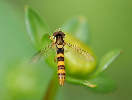 Het lijkt net nep!!!