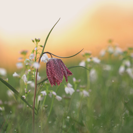 Kievitsbloem tussen de pinksterbloemetjes