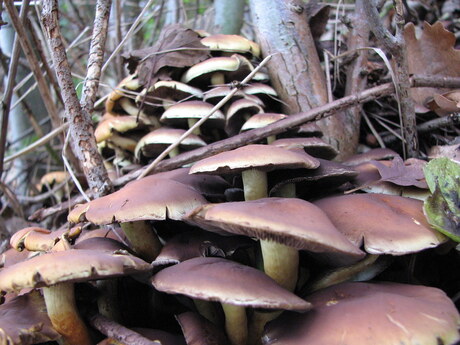 paddestoelen