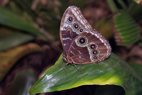 Morpho peleides