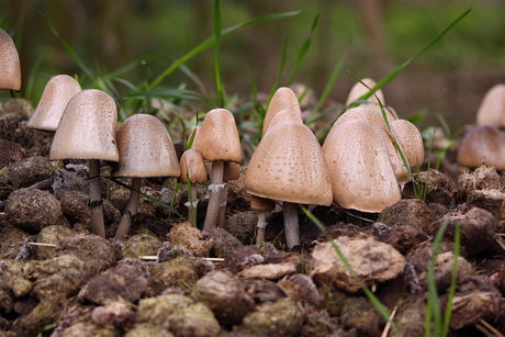 Paddenstoelen op een mesthoop