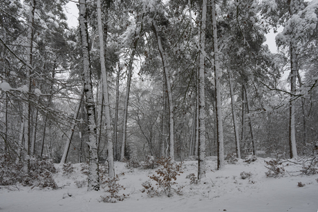 met sneeuw in het bos