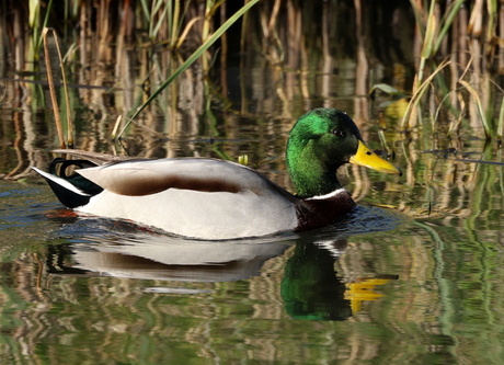 wilde eend